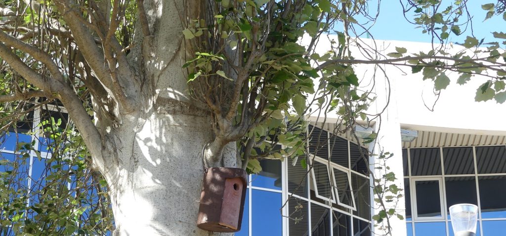 Colocación de cajas nido para aves en el Campus de Puerto Real.