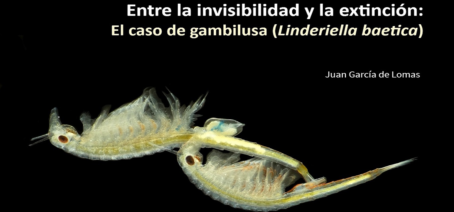 Conferencia: “Entre la invisibilidad y la extinción: el caso de gambilusa (Linderiella baetica)”